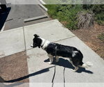 Small #2 Border Collie