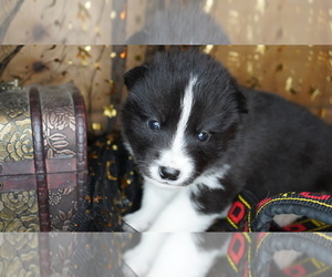 Siberian Husky Puppy for sale in FORT PLAIN, NY, USA