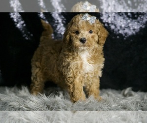Medium Maltipoo (Miniature)