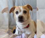 Small Chihuahua Mix