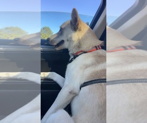 Sharberian Husky-Siberian Husky Mix Puppy for sale in COLORADO SPRINGS, CO, USA