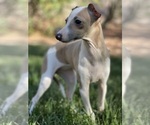 Small Photo #36 Italian Greyhound Puppy For Sale in SAINT GEORGE, UT, USA