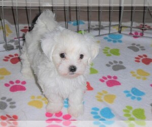 Maltese Puppy for sale in ORO VALLEY, AZ, USA