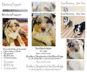Medium Australian Shepherd