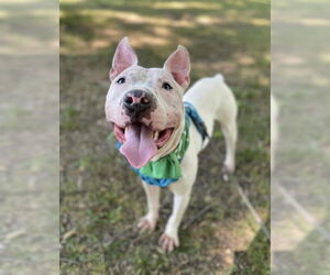 Bull Terrier-Unknown Mix Dogs for adoption in Belleville, MI, USA