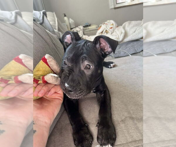 Medium Photo #8 Mutt Puppy For Sale in Springdale, PA, USA