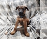 Small Photo #5 Belgian Malinois-Doberman Pinscher Mix Puppy For Sale in MILLBROOK, NY, USA
