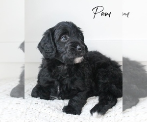 Bernedoodle Puppy for sale in SANDY, UT, USA