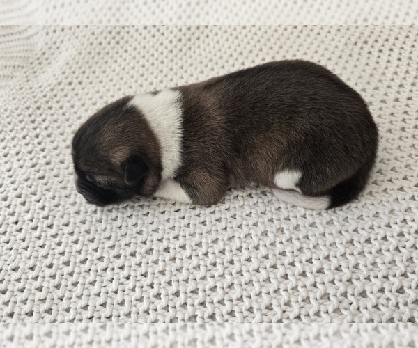 Medium Photo #1 Akita Puppy For Sale in STRAFFORD, MO, USA