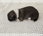 Puppy TIMBER Akita