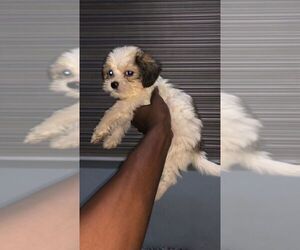 Lhasa Apso Puppy for sale in HUNTSVILLE, AL, USA