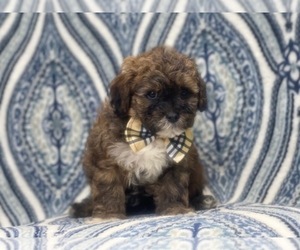 Havashu-Poodle (Miniature) Mix Puppy for sale in LAKELAND, FL, USA