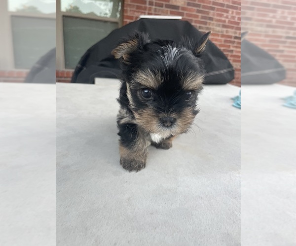 Medium Photo #10 Yorkshire Terrier Puppy For Sale in RICHMOND, TX, USA