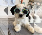 Small #3 Shih Tzu Mix