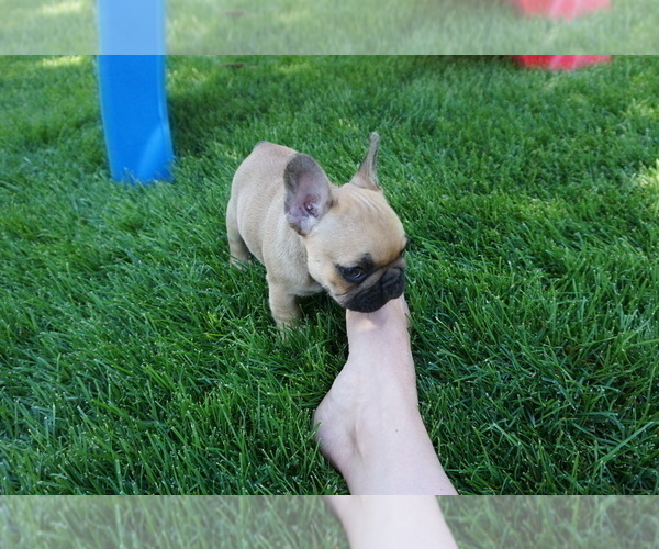 Medium Photo #15 French Bulldog Puppy For Sale in LOUISVILLE, CO, USA