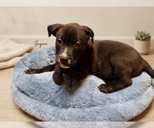 American Pit Bull Terrier Puppy for sale in RICHMOND, CA, USA