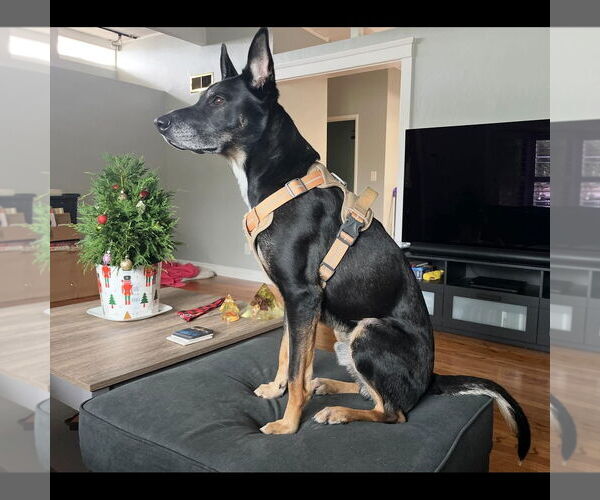 Medium Photo #5 Australian Kelpie-German Shepherd Dog Mix Puppy For Sale in Hayward, CA, USA