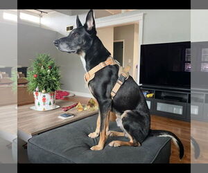 Sigmond - Male Australian Kelpie-German Shepherd Dog Mix Dog for Adoption - Photo #5