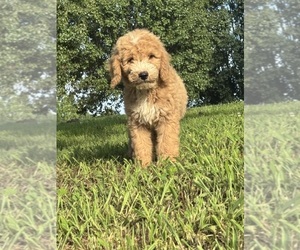 Goldendoodle-Poodle (Standard) Mix Puppy for Sale in ADDISON, Alabama USA