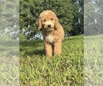Small Goldendoodle-Poodle (Standard) Mix
