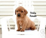 Small #4 Labrador Retriever