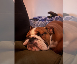 English Bulldog Puppy for sale in HARRISONBURG, VA, USA