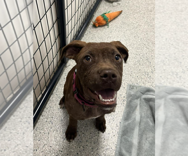 Medium Photo #2 Mutt Puppy For Sale in Candler, NC, USA