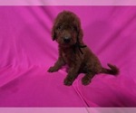 Small #4 Goldendoodle