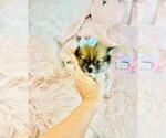 Small #18 Pomeranian