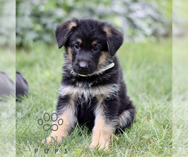 Medium Photo #4 German Shepherd Dog Puppy For Sale in COATESVILLE, PA, USA