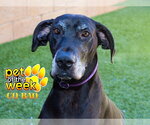 Small #1 Great Dane Mix