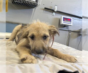 Cairn Terrier Dogs for adoption in Camarillo, CA, USA