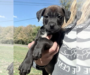 Mutt Dogs for adoption in Clarkston, MI, USA