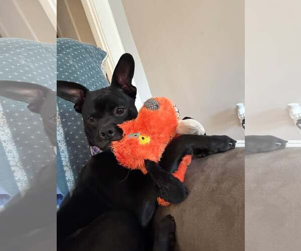 Medium Photo #2 French Bulldog-Unknown Mix Puppy For Sale in Woodbury, NY, USA