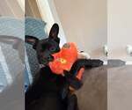 Small Photo #2 French Bulldog-Unknown Mix Puppy For Sale in Woodbury, NY, USA
