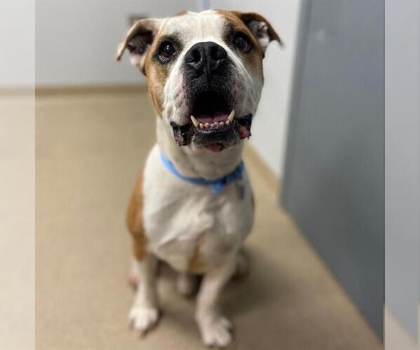 Medium Photo #1 American Bulldog-Unknown Mix Puppy For Sale in Aurora, CO, USA