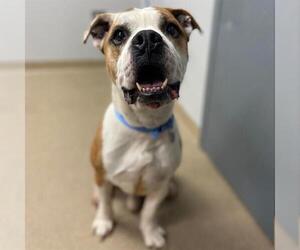 American Bulldog-Unknown Mix Dogs for adoption in Aurora, CO, USA