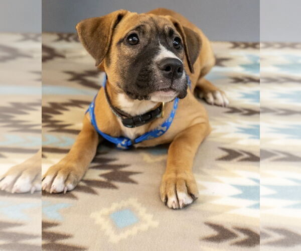 Medium Photo #2 American Staffordshire Terrier-Boxer Mix Puppy For Sale in Princeton, MN, USA