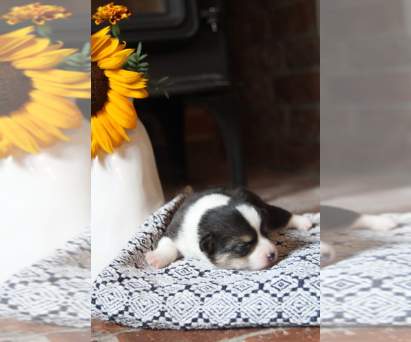 Medium Photo #3 Pembroke Welsh Corgi Puppy For Sale in FAIR GROVE, MO, USA