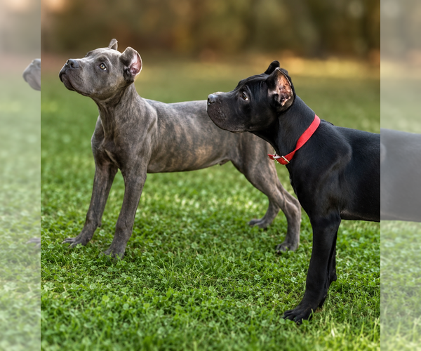 Medium Photo #4 Cane Corso Puppy For Sale in ANDERSON, IN, USA