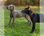 Small #3 Cane Corso