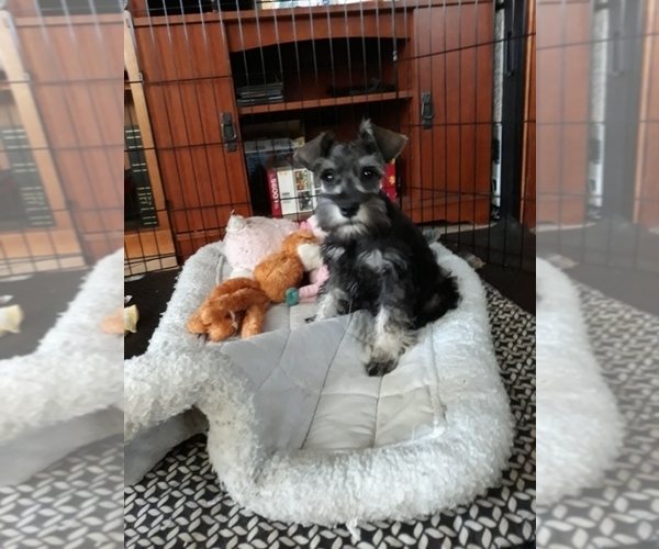 Medium Photo #1 Schnauzer (Miniature) Puppy For Sale in DEER PARK, WA, USA