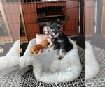 Small Photo #1 Schnauzer (Miniature) Puppy For Sale in DEER PARK, WA, USA