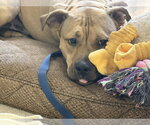 Small #8 Bulldog Mix