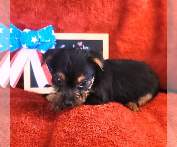 Medium Photo #21 Yorkshire Terrier Puppy For Sale in AKRON, OH, USA