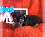 Small #9 Yorkshire Terrier
