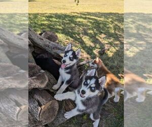 Siberian Husky Puppy for sale in BRADFORD, OH, USA