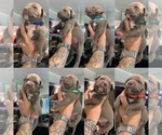 Small Photo #4 American Bully Puppy For Sale in ATCO, NJ, USA