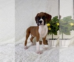 Image preview for Ad Listing. Nickname: Bambi