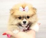 Small Photo #6 Pomeranian Puppy For Sale in LAS VEGAS, NV, USA